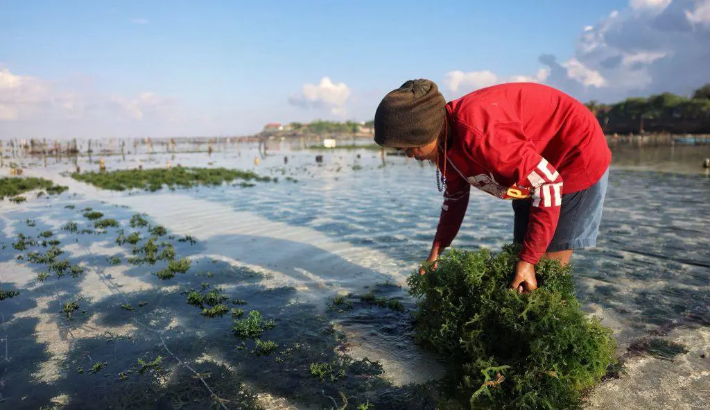 Seaweed Nusa Lembongan and Nusa Ceningan seaweed framing