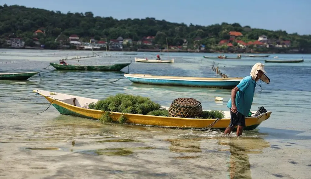 Seaweed Nusa Lembongan and Nusa Ceningan seaweed production